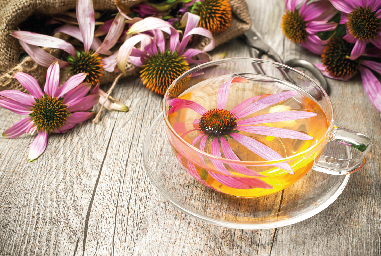 echinacea caj